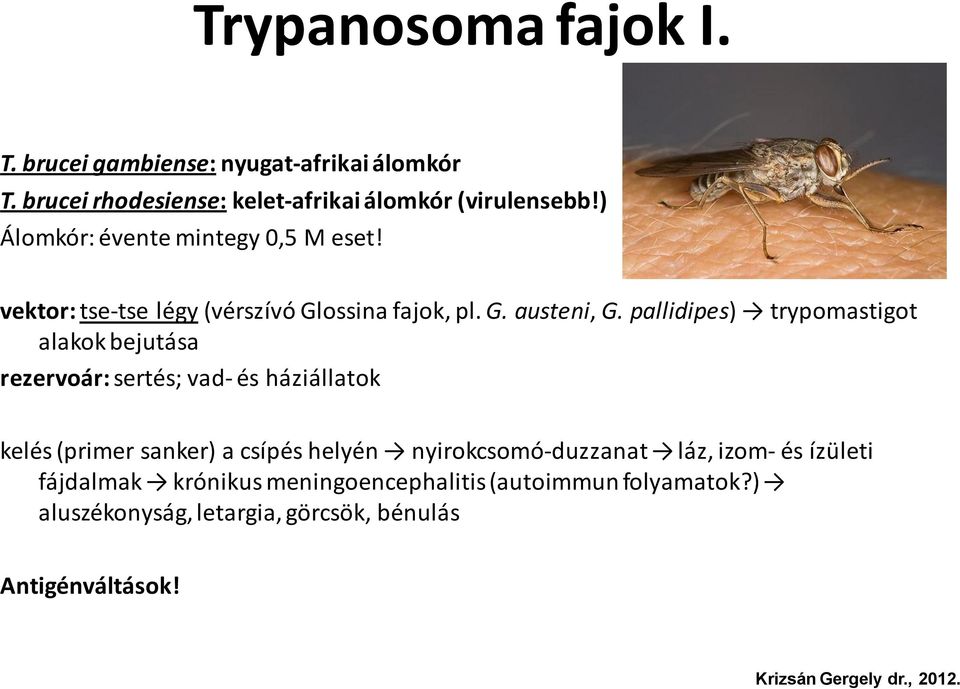 pallidipes) trypomastigot alakok bejutása rezervoár: sertés; vad- és háziállatok kelés (primer sanker) a csípés helyén