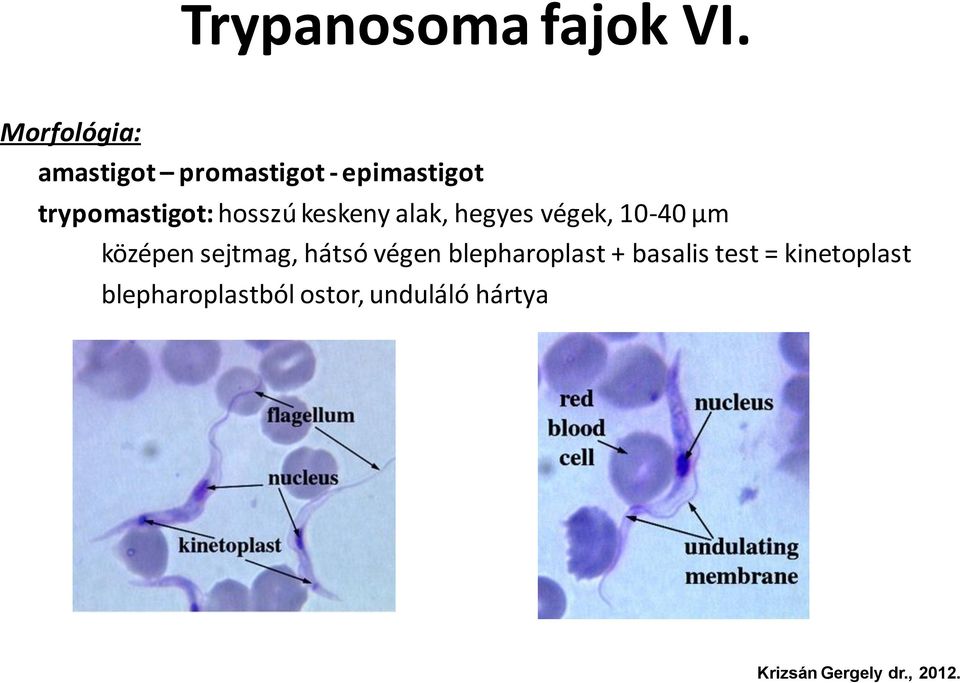 trypomastigot: hosszú keskeny alak, hegyes végek, 10-40 μm
