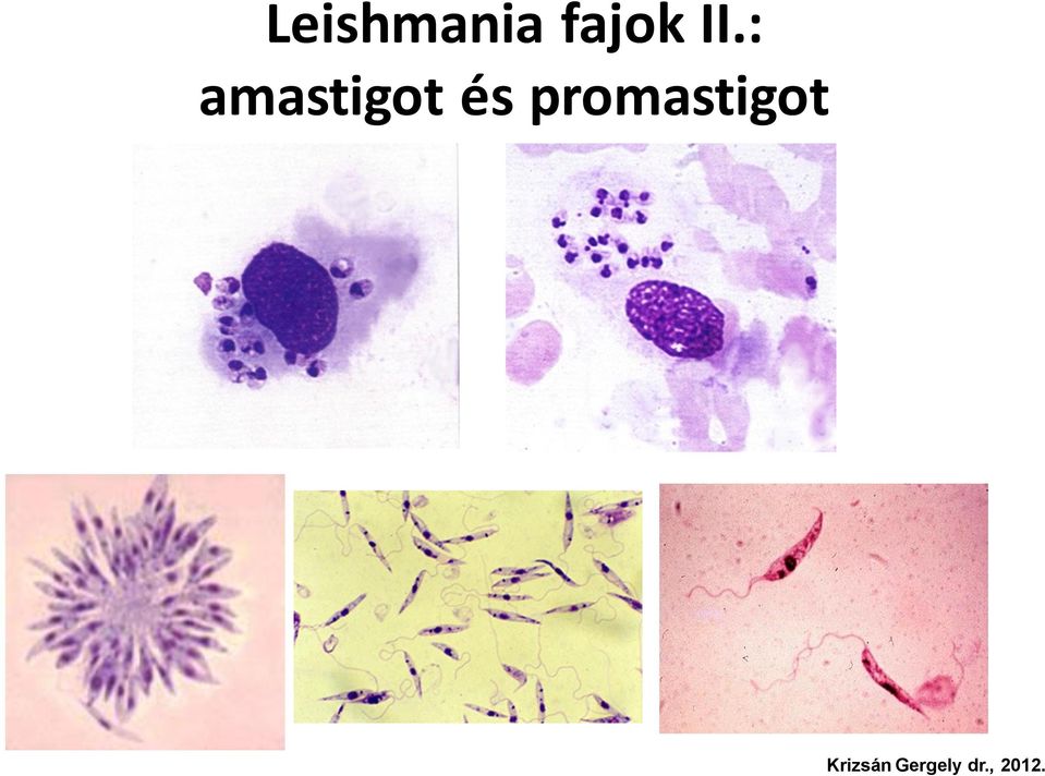 : amastigot