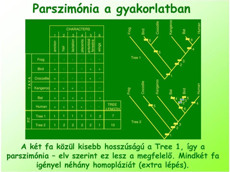 Human Bat Human TREE LENGTH 5 4 5 2 3 6 4 FIT Tree Tree 2 2 7 2 2 2 2 Tree 2 3 2 A két fa közül kisebb