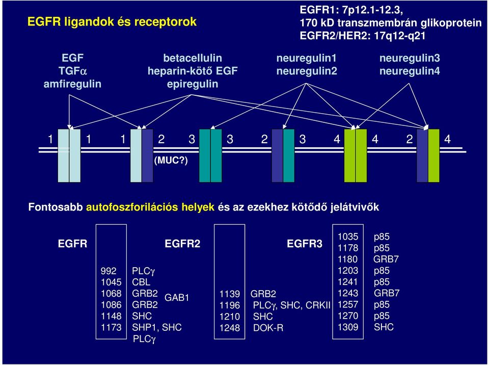 neuregulin2 neuregulin3 neuregulin4 1 1 1 2 3 3 2 3 4 4 2 4 (MUC?