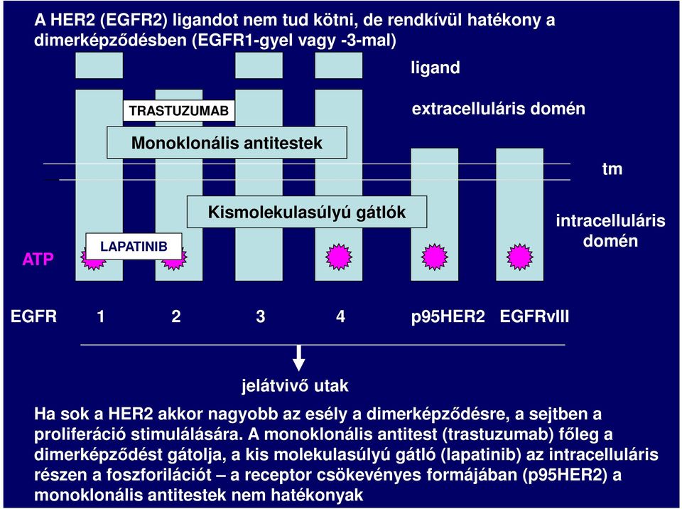 nagyobb az esély a dimerképződésre, a sejtben a proliferáció stimulálására.