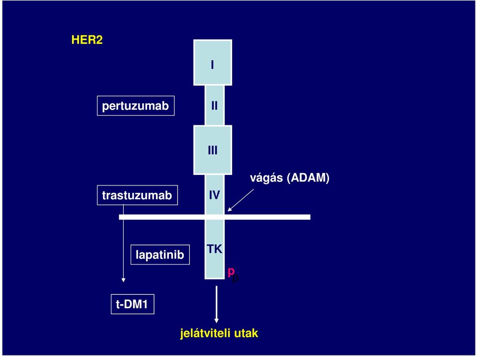 vágás (ADAM) t-dm1