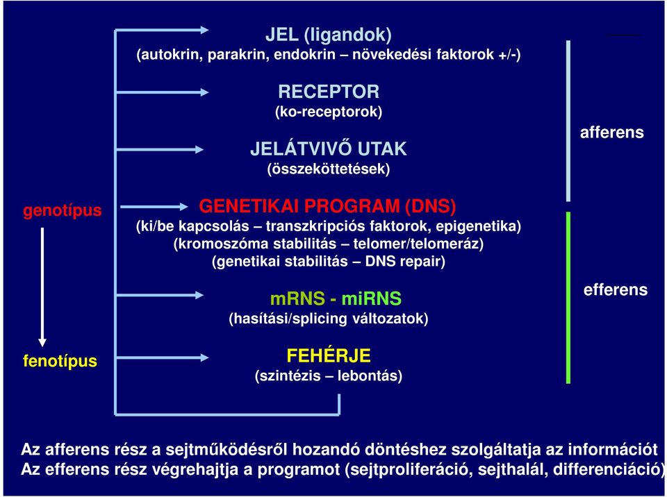 (genetikai stabilitás DNS repair) mrns - mirns (hasítási/splicing változatok) FEHÉRJE (szintézis lebontás) afferens efferens Az afferens