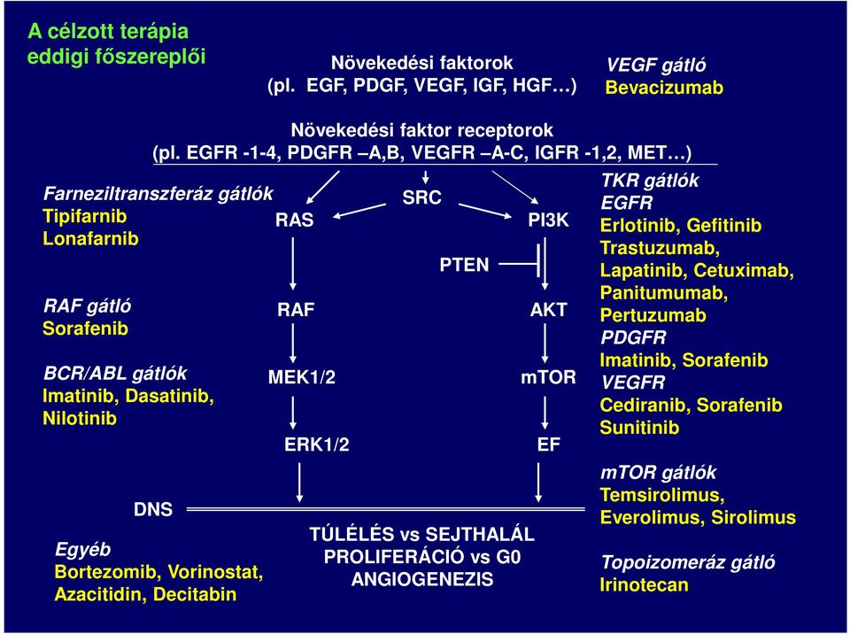 Bortezomib, Vorinostat, Azacitidin, Decitabin RAS RAF MEK1/2 ERK1/2 SRC PTEN TÚLÉLÉS vs SEJTHALÁL PROLIFERÁCIÓ vs G0 ANGIOGENEZIS PI3K AKT mtor EF TKR gátlók EGFR Erlotinib,