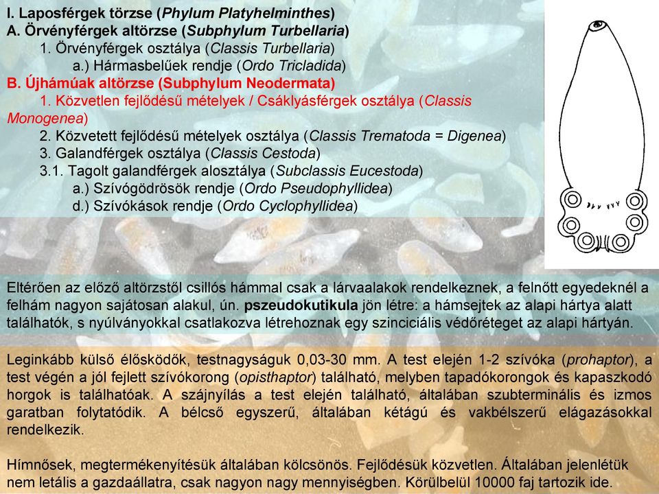 Galandférgek osztálya (Classis Cestoda) 3.1. Tagolt galandférgek alosztálya (Subclassis Eucestoda) a.) Szívógödrösök rendje (Ordo Pseudophyllidea) d.