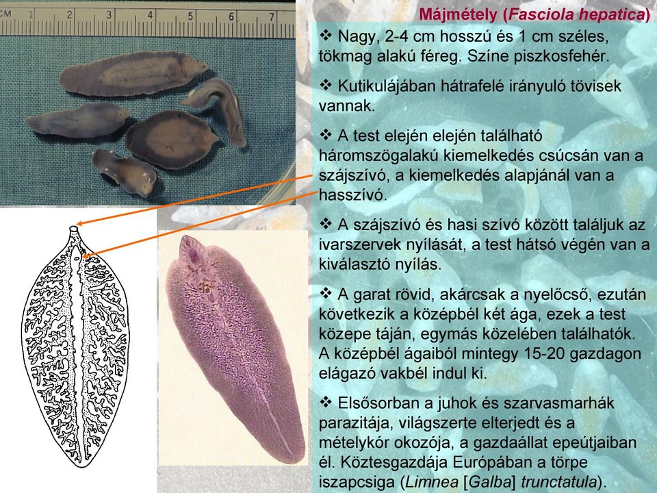 A szájszívó és hasi szívó között találjuk az ivarszervek nyílását, a test hátsó végén van a kiválasztó nyílás.