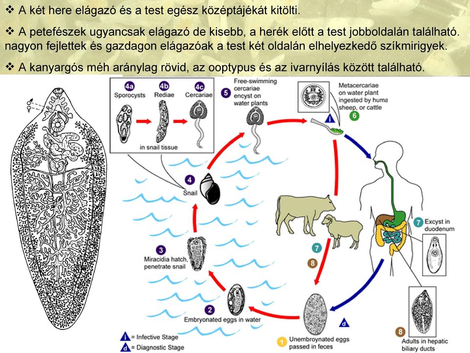 található.