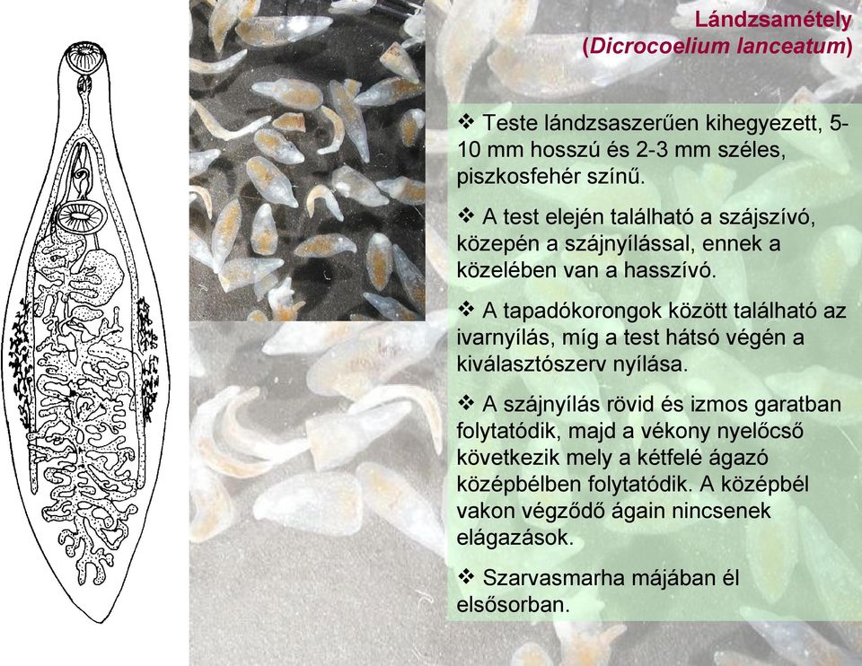 A tapadókorongok között található az ivarnyílás, míg a test hátsó végén a kiválasztószerv nyílása.