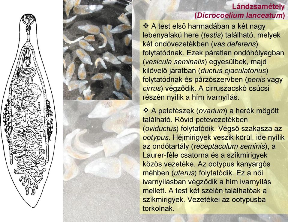 A cirruszacskó csúcsi részén nyílik a hím ivarnyílás. A petefészek (ovarium) a herék mögött található. Rövid petevezetékben (oviductus) folytatódik. Végső szakasza az ootypus.