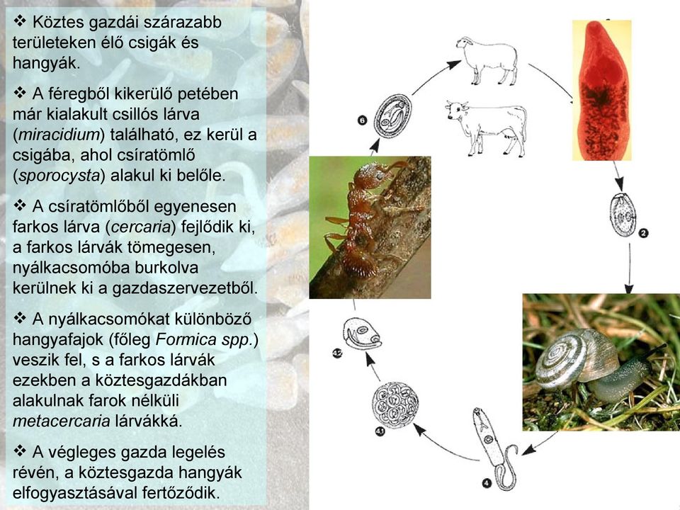 A csíratömlőből egyenesen farkos lárva (cercaria) fejlődik ki, a farkos lárvák tömegesen, nyálkacsomóba burkolva kerülnek ki a gazdaszervezetből.