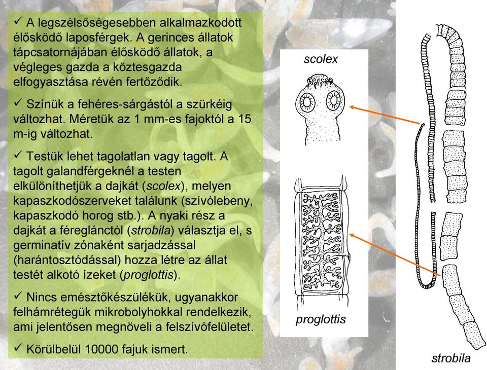 A tagolt galandférgeknél a testen elkülöníthetjük a dajkát (scolex),