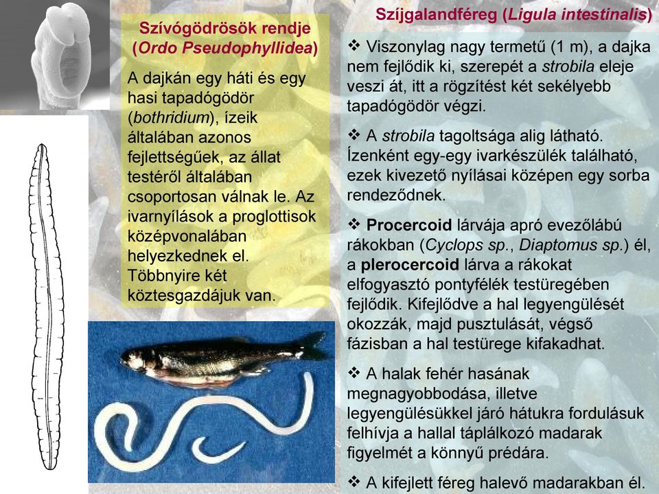 Szíjgalandféreg (Ligula intestinalis) Viszonylag nagy termetű (1 m), a dajka nem fejlődik ki, szerepét a strobila eleje veszi át, itt a rögzítést két sekélyebb tapadógödör végzi.