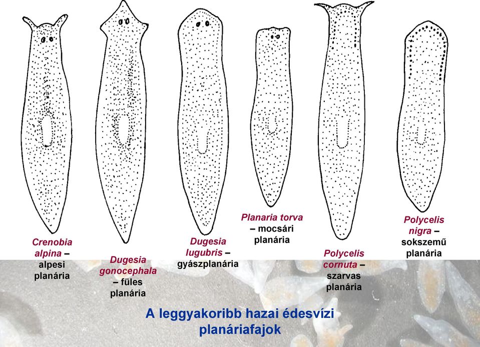 mocsári planária Polycelis cornuta szarvas planária A