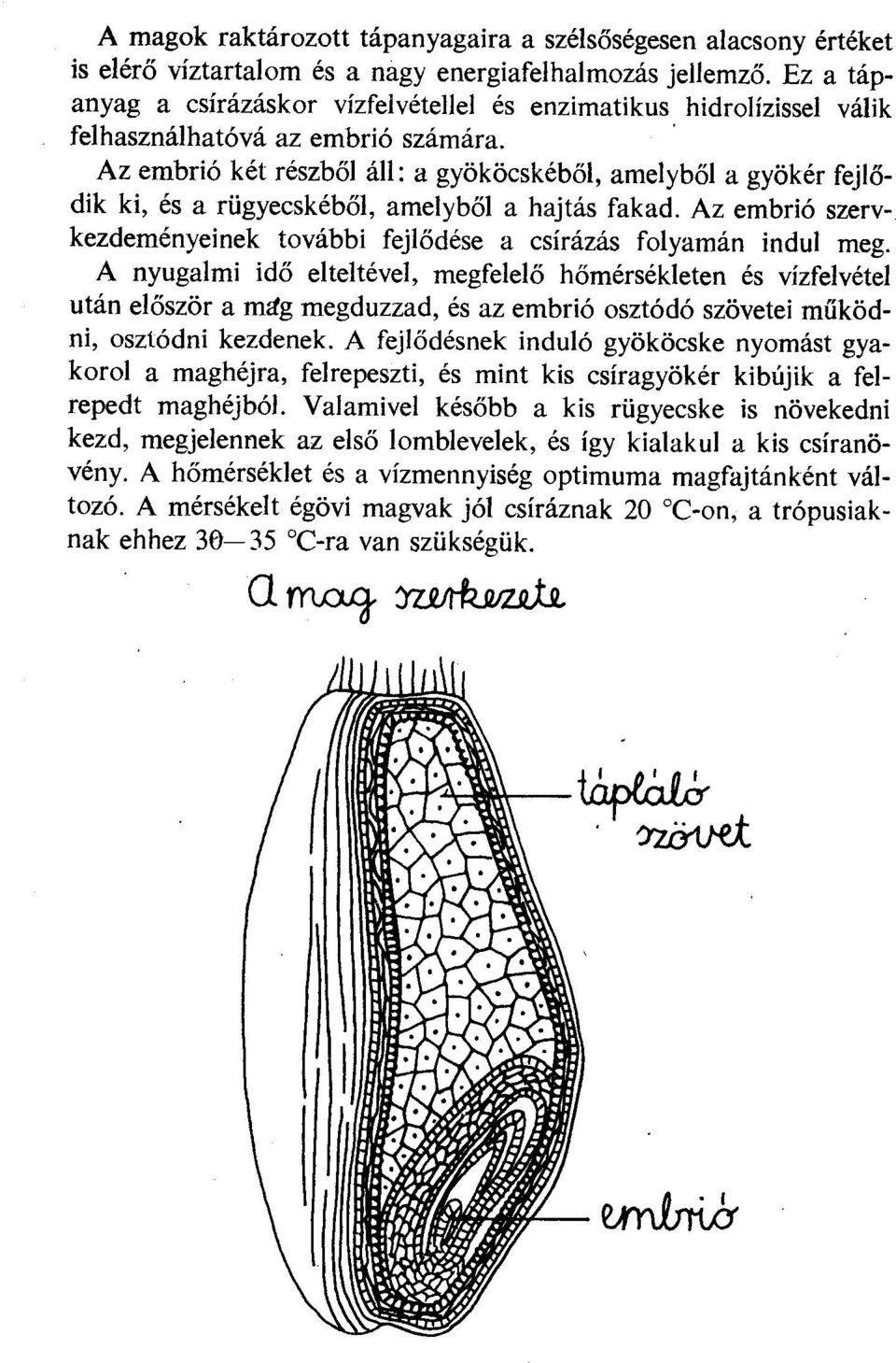 Az embrió két részből áll: a gyök öcskéből, amelyből a gyökér fejlődik ki, és a rügyecskéből, amelyből a hajtás fakad. Az embrió szervkezdeményeinek további fejlődése a csírázás folyamán indul meg.