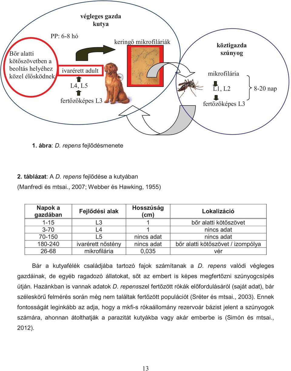 , 2007; Webber és Hawking, 1955) Napok a Hosszúság Fejl dési alak gazdában (cm) Lokalizáció 1-15 L3 1 b r alatti köt szövet 3-70 L4 1 nincs adat 70-150 L5 nincs adat nincs adat 180-240 ivarérett n