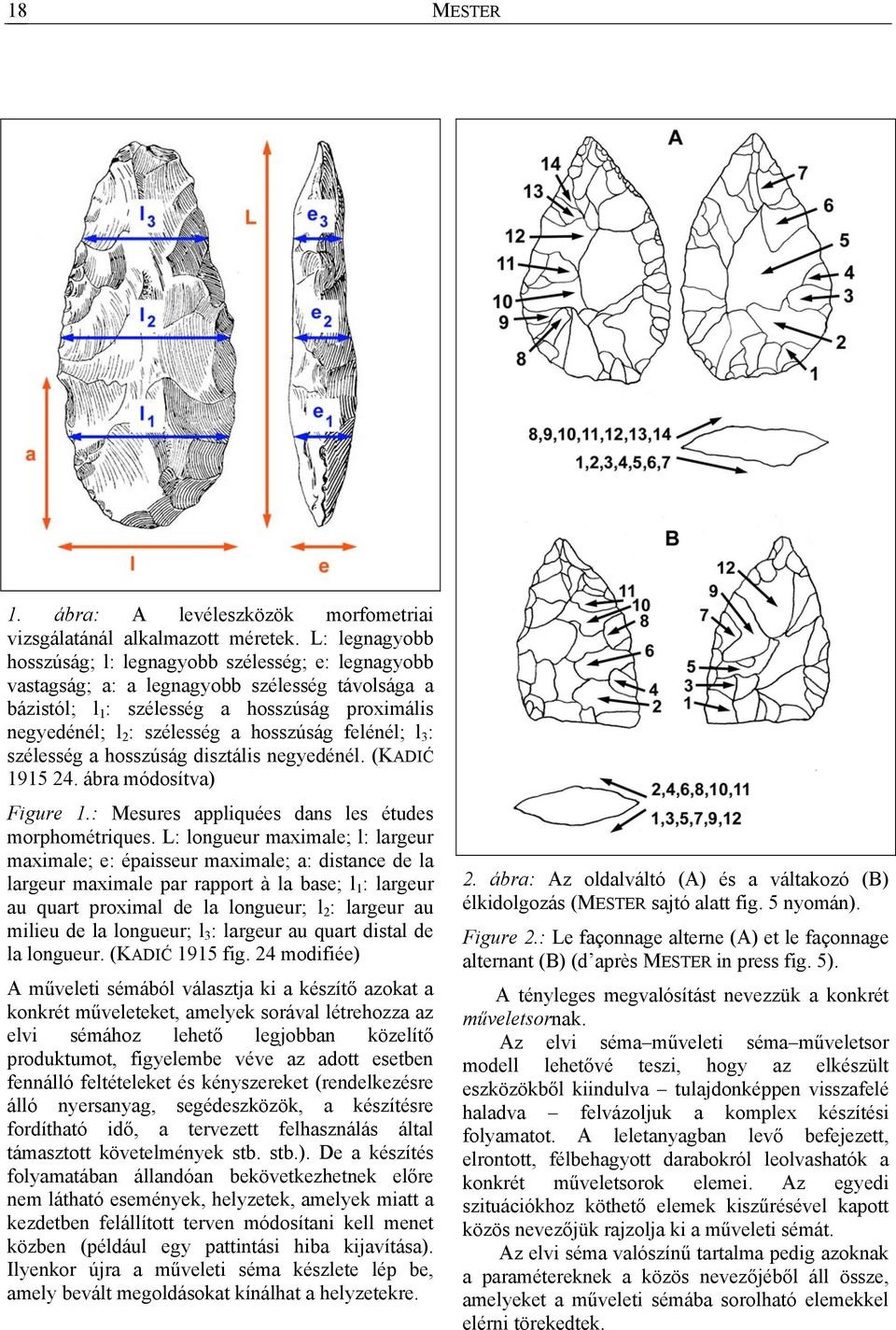 hosszúság felénél; l 3 : szélesség a hosszúság disztális negyedénél. (KADIĆ 1915 24. ábra módosítva) Figure 1.: Mesures appliquées dans les études morphométriques.