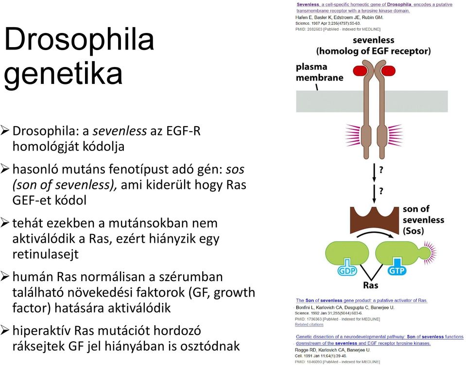 aktiválódik a Ras, ezért hiányzik egy retinulasejt humán Ras normálisan a szérumban található növekedési