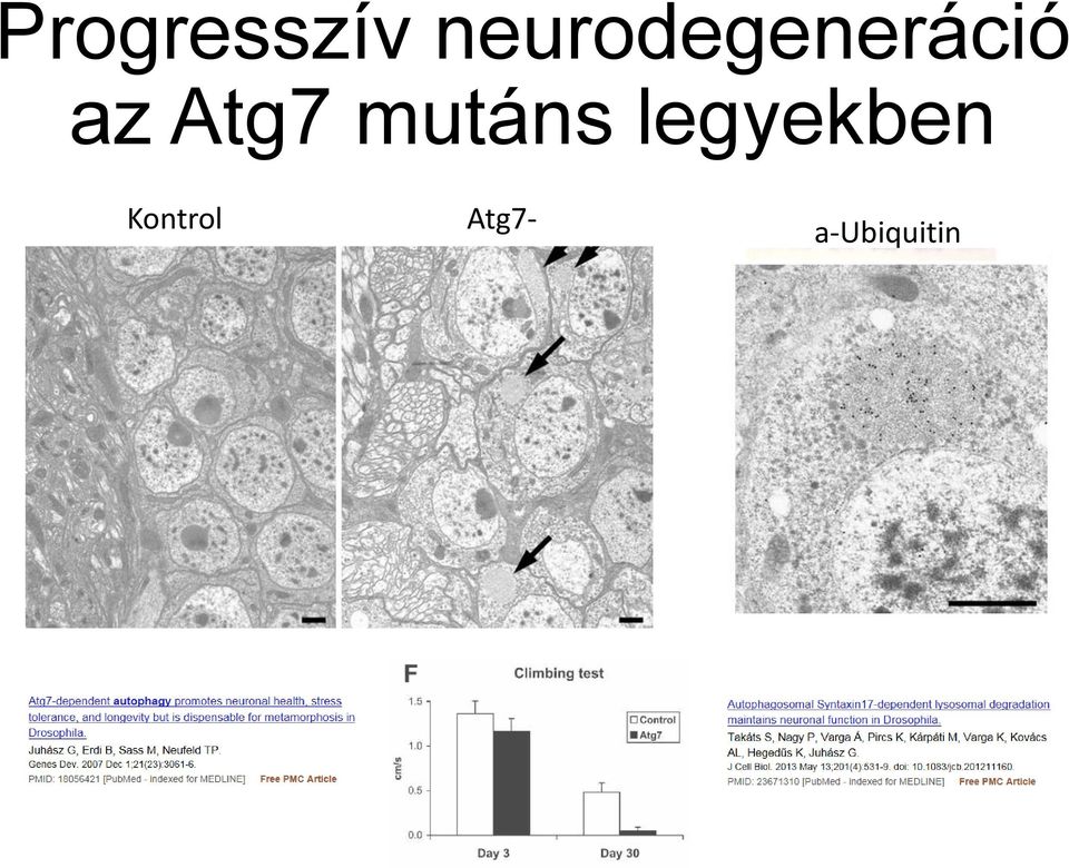 Atg7 mutáns