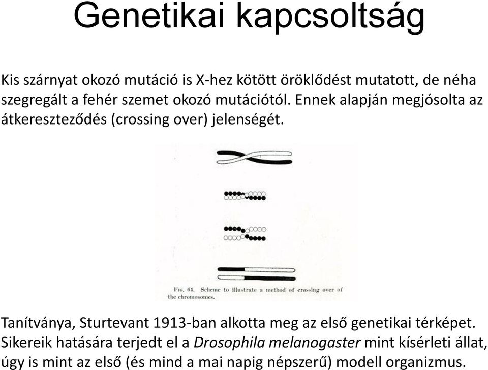 Tanítványa, Sturtevant 1913-ban alkotta meg az első genetikai térképet.