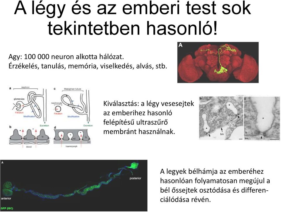 Kiválasztás: a légy vesesejtek az emberihez hasonló felépítésű ultraszűrő membránt