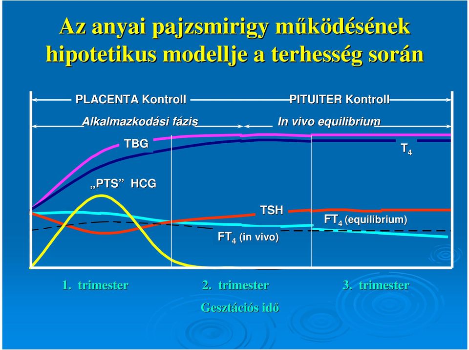 In vivo equilibrium TBG T 4 PTS HCG FT 4 TSH (in vivo) FT 4