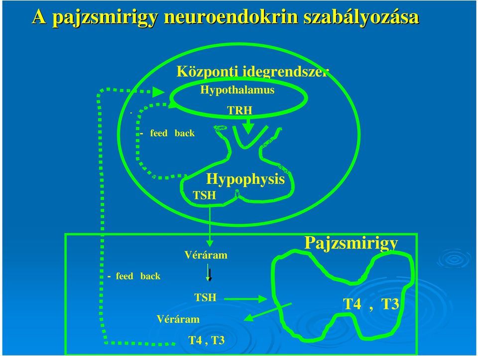 - TRH - feed back Hypophysis TSH Véráram