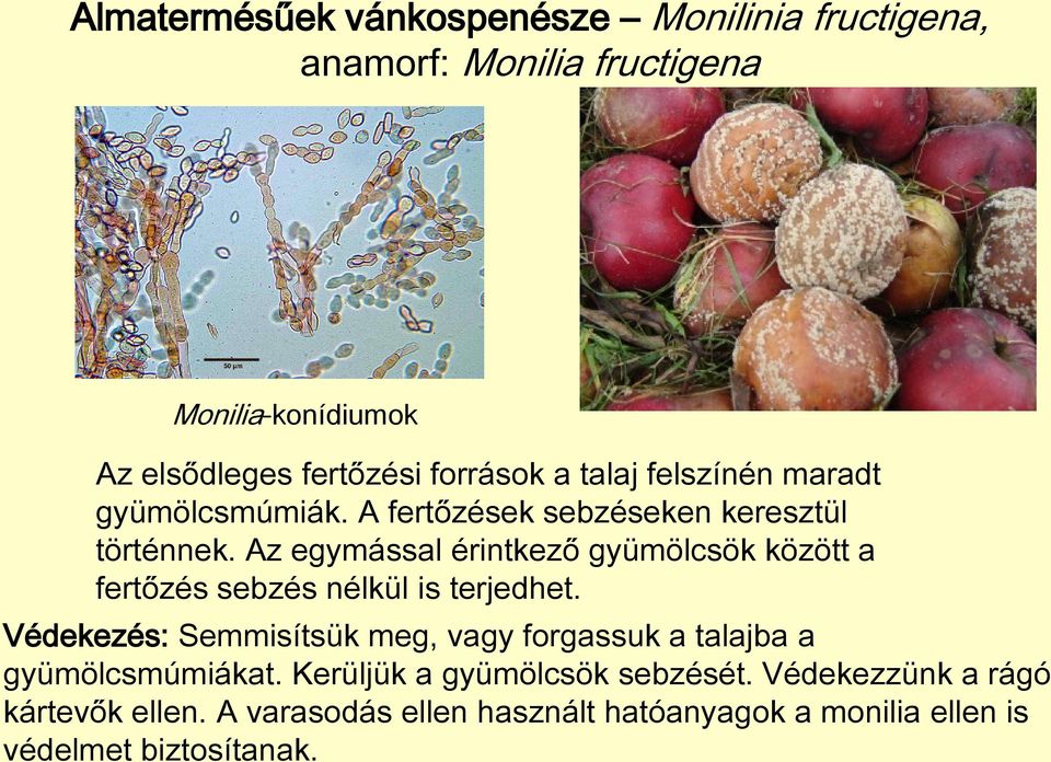 Az egymással érintkező gyümölcsök között a fertőzés sebzés nélkül is terjedhet.