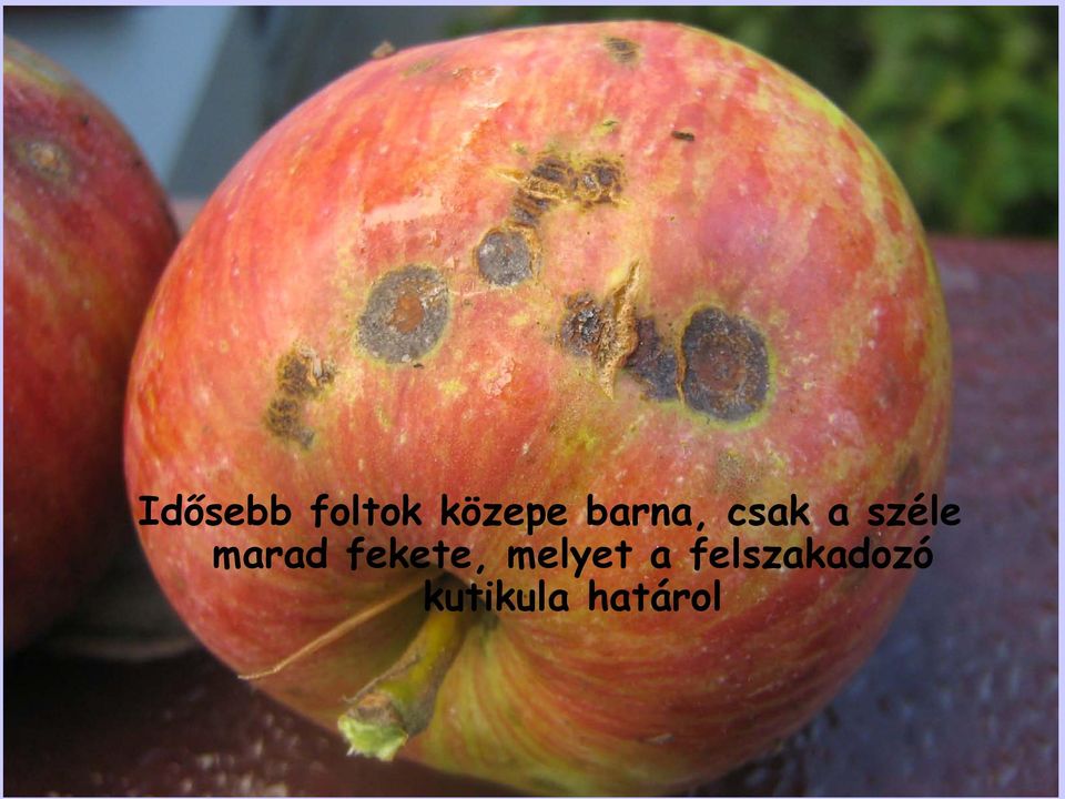 marad fekete, melyet a