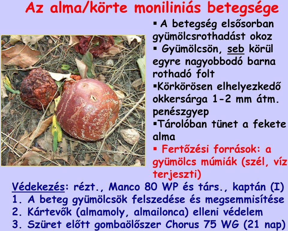 penészgyep Tárolóban tünet a fekete alma Fertőzési források: a gyümölcs múmiák (szél, víz terjeszti) Védekezés: rézt.