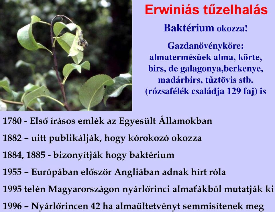 (rózsafélék családja 129 faj) is 1780 - Első írásos emlék az Egyesült Államokban 1882 uitt publikálják, hogy