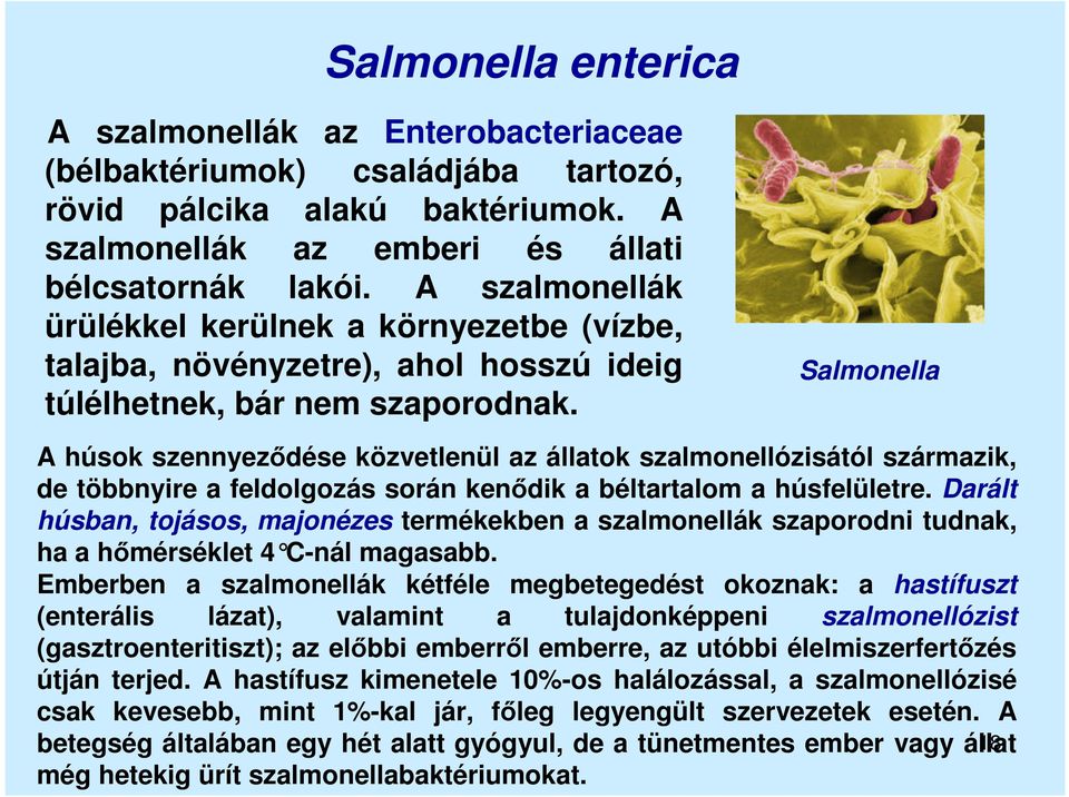 Salmonella A húsok szennyeződése közvetlenül az állatok szalmonellózisától származik, de többnyire a feldolgozás során kenődik a béltartalom a húsfelületre.