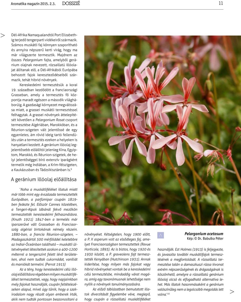 Majdnem az összes Pelargonium fajta, amelyből geránium olajnak nevezett, rózsaillatú illóolajat állítanak elő, a Dél-Afrikából Európába behozott fajok kereszteződéseiből származik, tehát hibrid