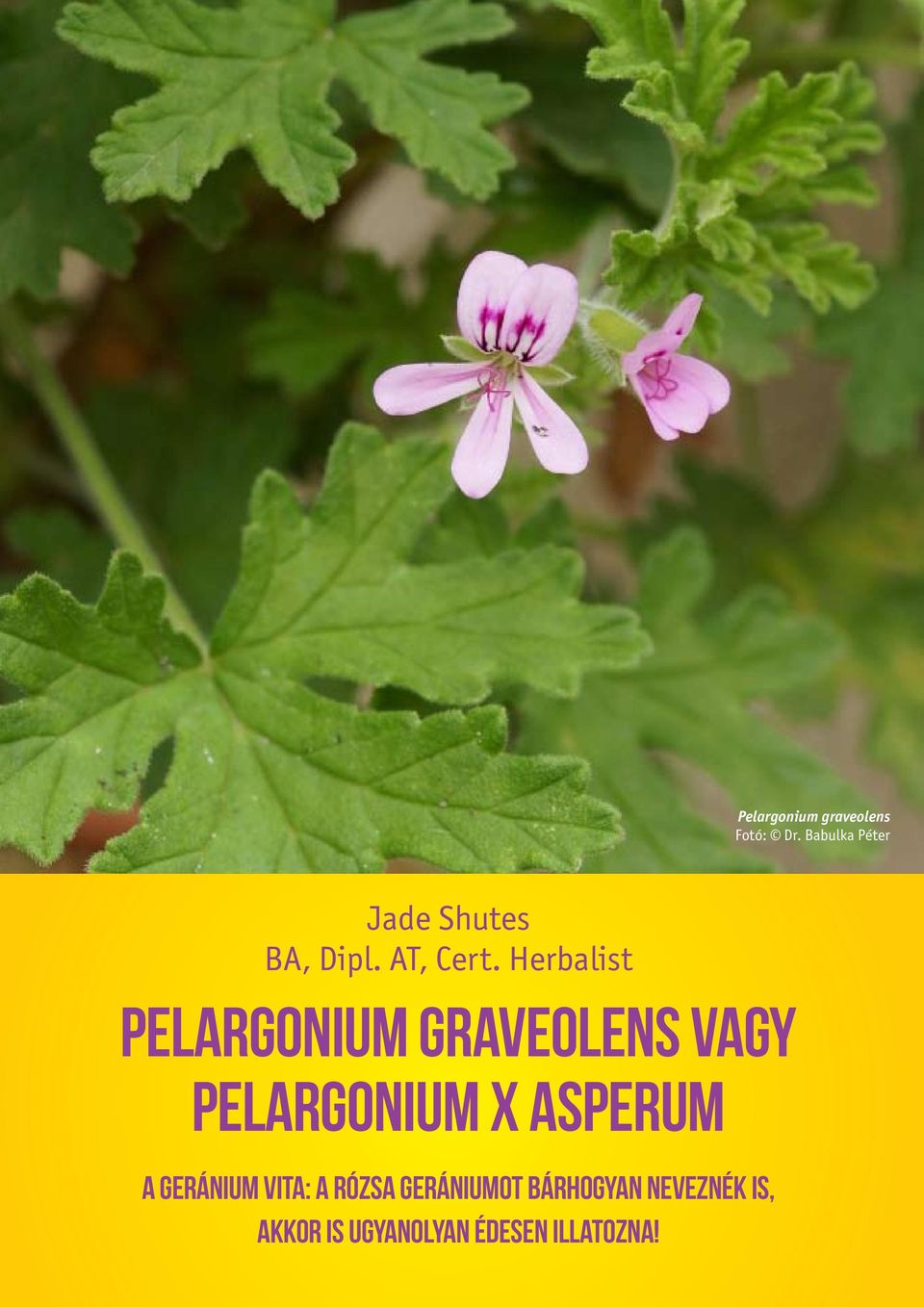 Herbalist Pelargonium graveolens vagy Pelargonium x asperum A