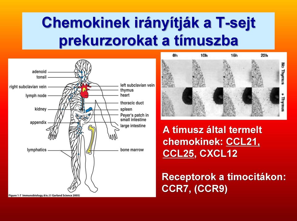 által termelt chemokinek: CCL21,