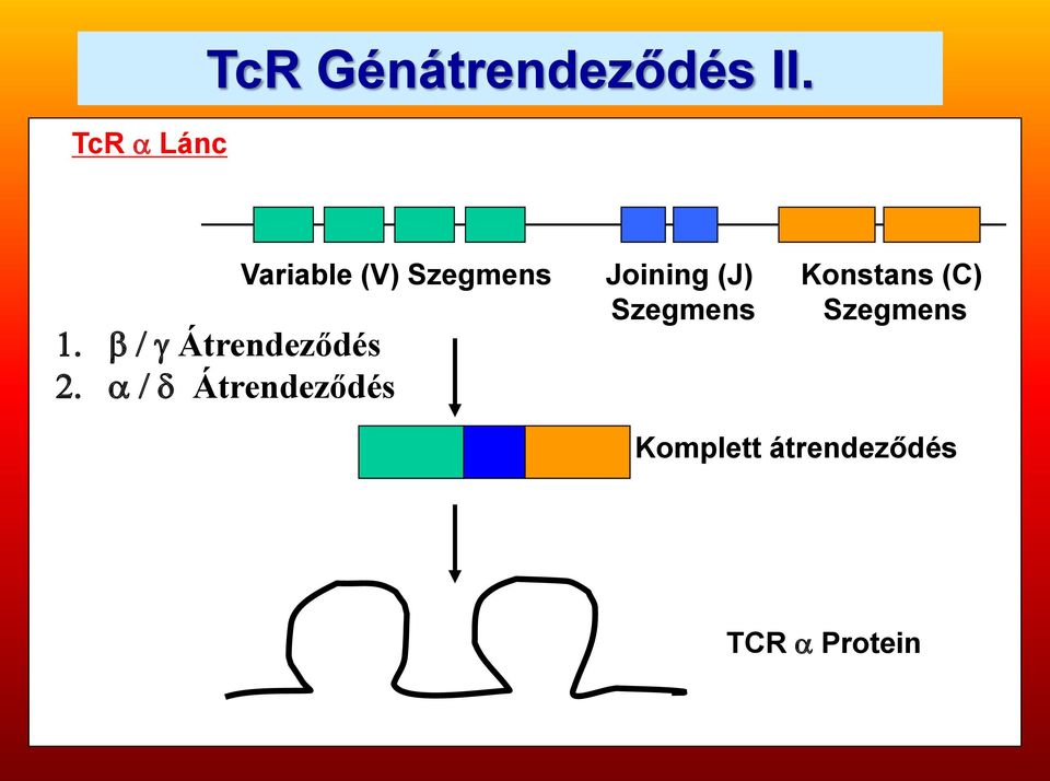 / Átrendeződés Joining (J) Szegmens