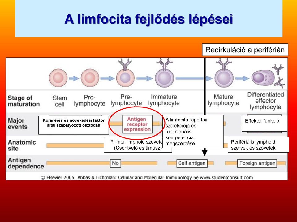 szelekciója és funkcionális kompetencia Primer limphoid szövetek