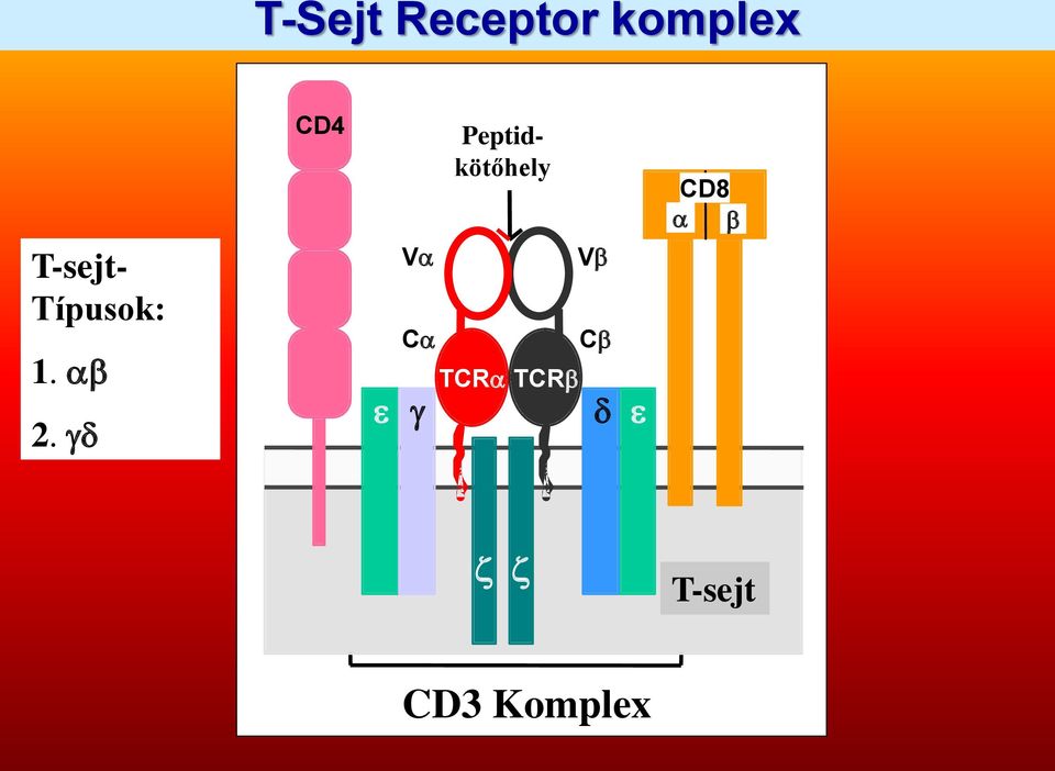 site CD8 V V C C TCR TCR T-sejt T cell CD3