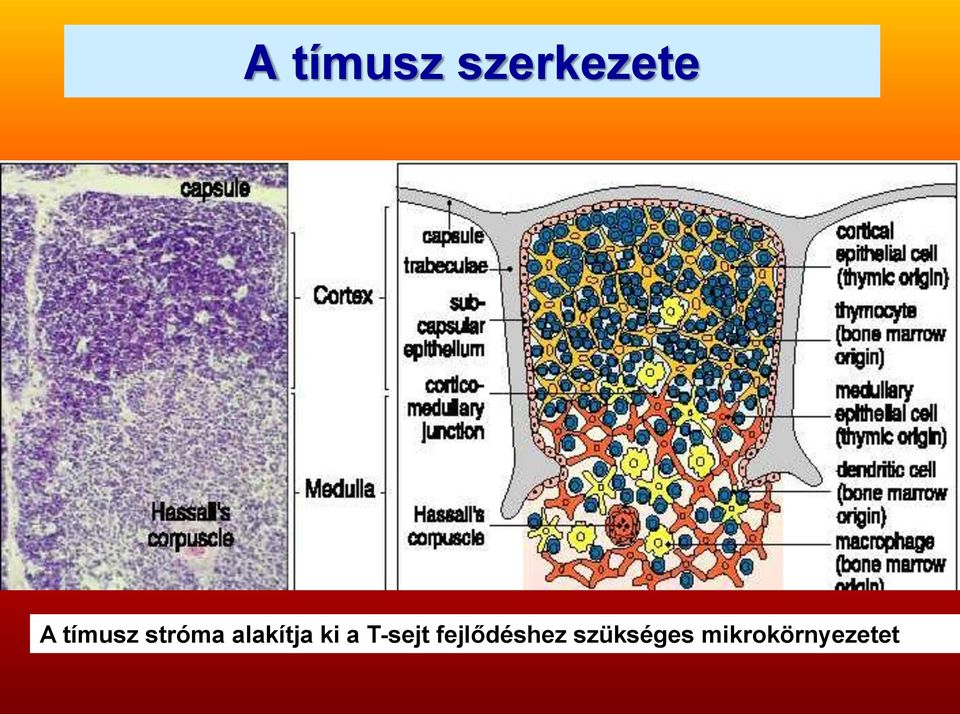 ki a T-sejt fejlődéshez