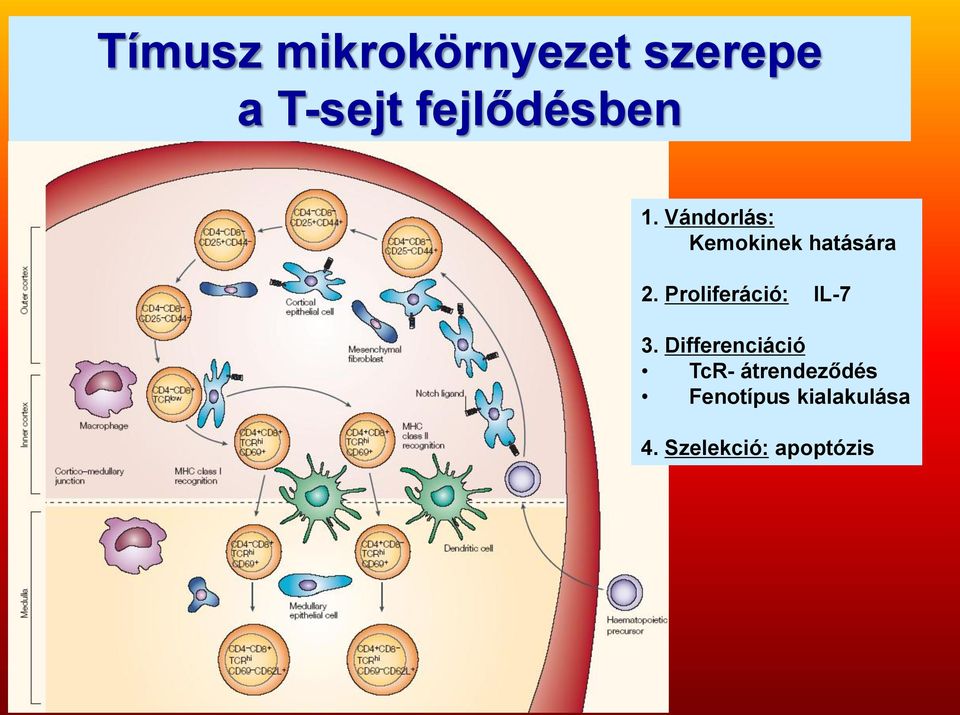 Proliferáció: IL-7 3.
