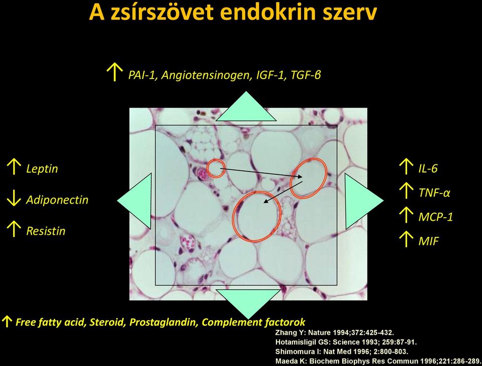 factorok Zhang Y: Nature 1994;372:425-432. Hotamisligil GS: Science 1993; 259:87-91.