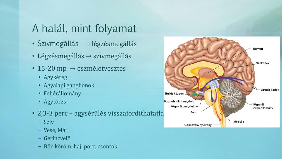 Agyalapi ganglionok Fehérállomány Agytörzs 2,3-3 perc