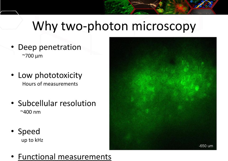 Hours of measurements Subcellular