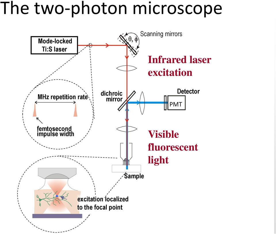 laser excitation PMT Detector femtosecond impulse width