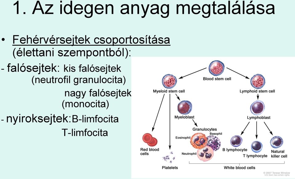 falósejtek: kis falósejtek (neutrofil granulocita)