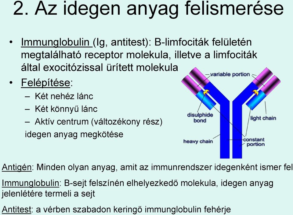 rész) idegen anyag megkötése Antigén: Minden olyan anyag, amit az immunrendszer idegenként ismer fel Immunglobulin: B-sejt