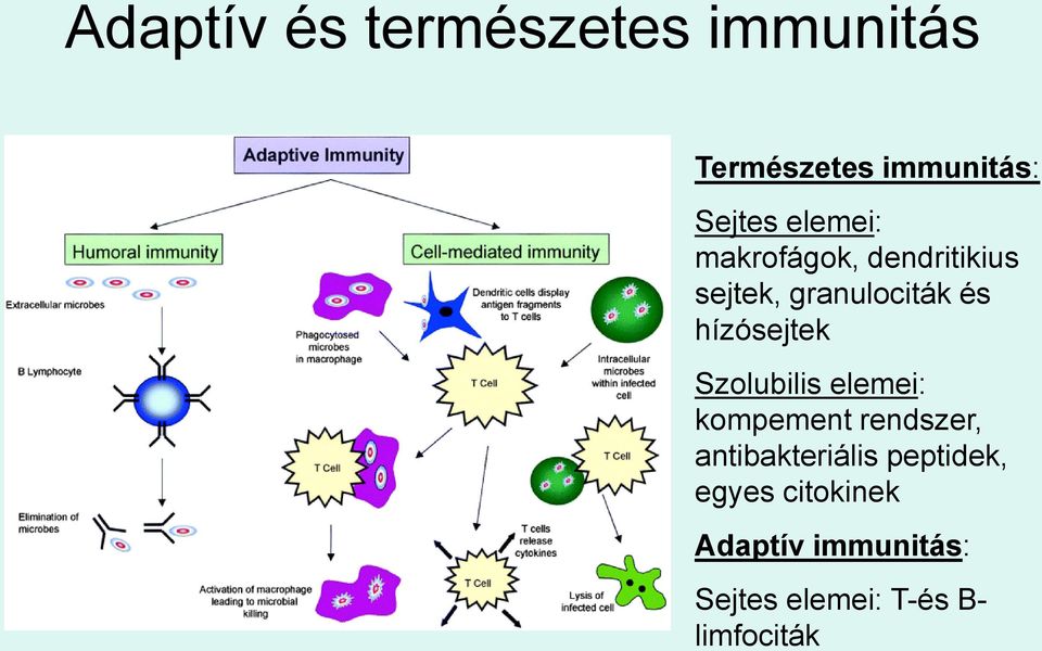 hízósejtek Szolubilis elemei: kompement rendszer, antibakteriális