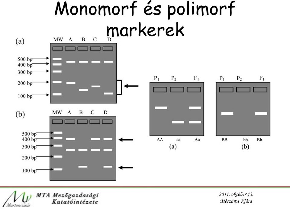 polimorf