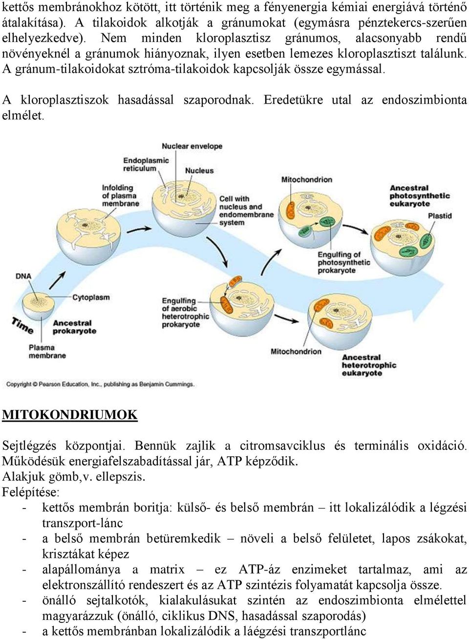 A gránum-tilakoidokat sztróma-tilakoidok kapcsolják össze egymással. A kloroplasztiszok hasadással szaporodnak. Eredetükre utal az endoszimbionta elmélet. MITOKONDRIUMOK Sejtlégzés központjai.