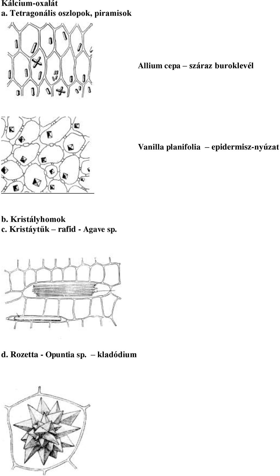 száraz buroklevél Vanilla planifolia